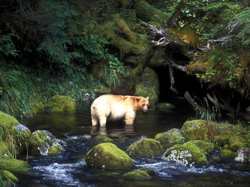 bear.org