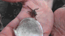 tumblr_lw53y9IdcU1qzqrpyo3_250.gif