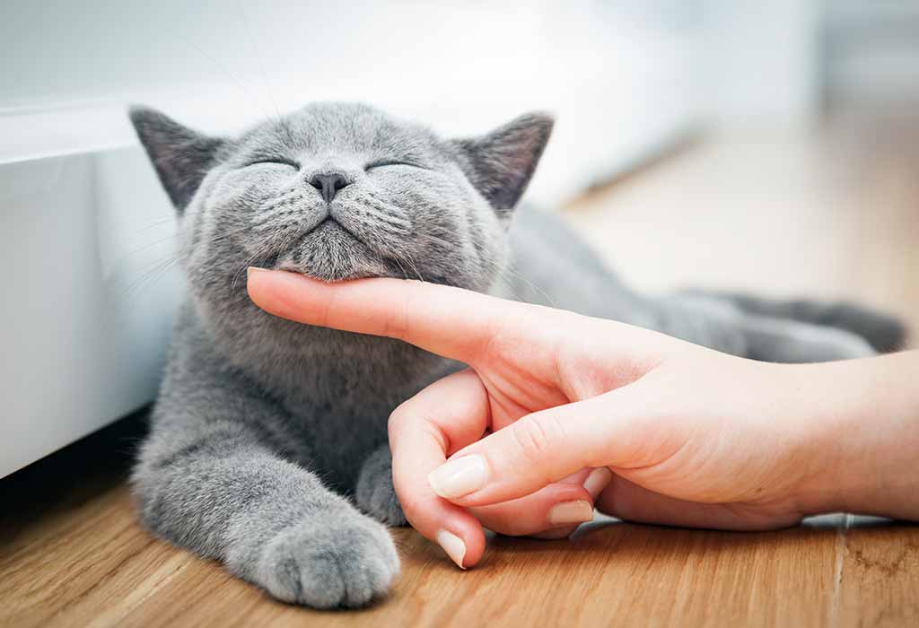 Essay-on-cat.jpg