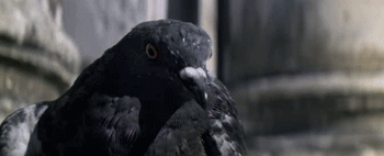 MoonRaker1.gif