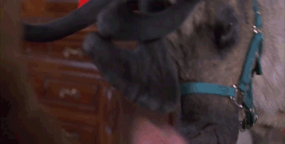 tumblr_ng732nnFPG1tuk7ruo1_400.gif