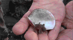 tumblr_lw53y9IdcU1qzqrpyo4_250.gif