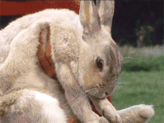 7q6.gif