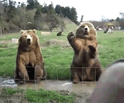 tumblr_n7b71bGaeu1t4o62mo1_250.gif