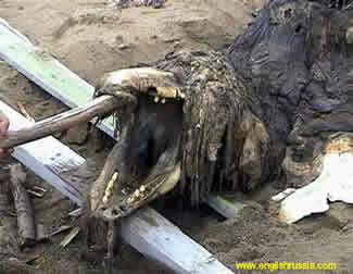creature_1.jpg