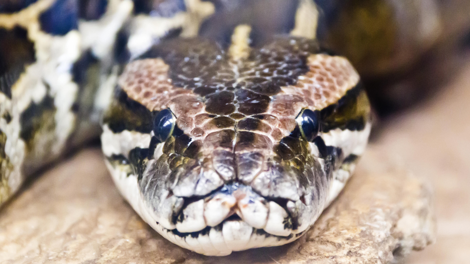 www.livescience.com