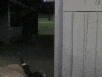 pYgyM1.gif