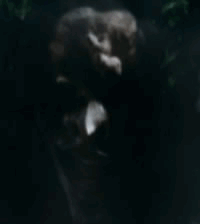 joker.gif