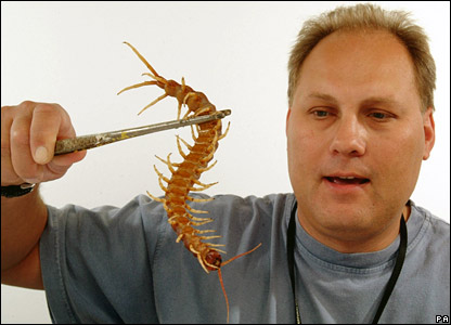 _41069480_centipede_pa_ok2.jpg