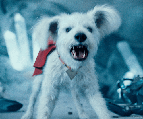 superman-krypto-superman.gif