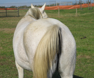 horses_ass_2.jpg