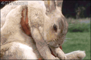 tumblr_mfusv94BxL1rx037eo1_400.gif
