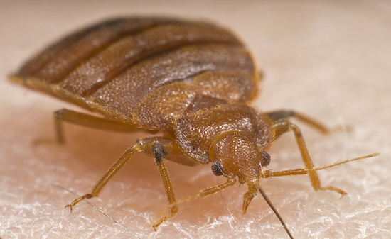 bedbug_main.jpg