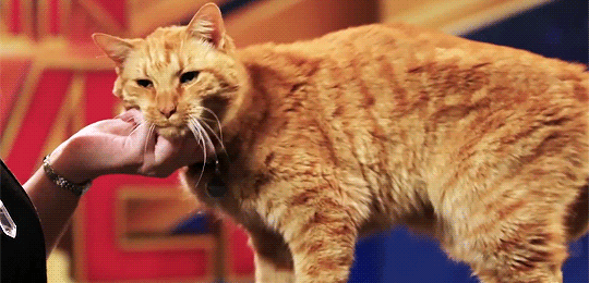 tumblr_pnqz1aW5Rx1tlgqkgo2_540.gif