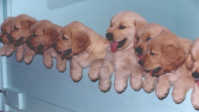 litter.jpg