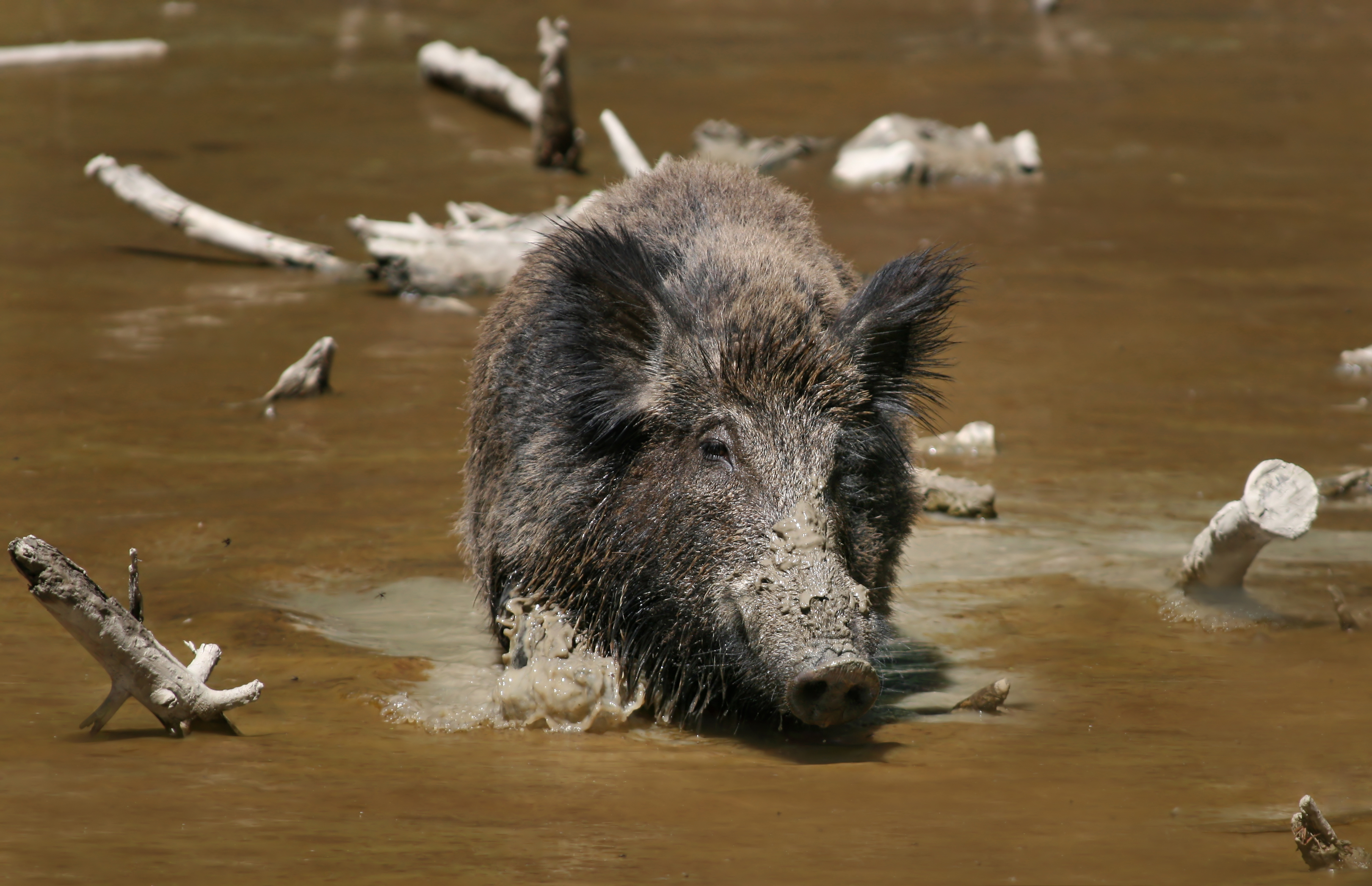 Wild_Boar_Habbitat_3.jpg