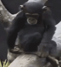 chimp-smell.gif