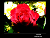 rose+red.jpg