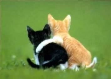 cat-cuddle.jpg