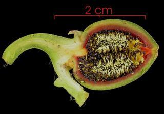 Drymonia_serrulata_seed-wet_cluster,I_SP1233.jpg