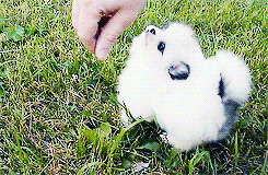 tumblr_mn6k1rfRW21qckb0uo6_250.gif