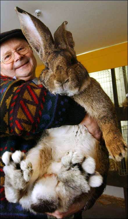 biggest-rabbit-Herman.jpg