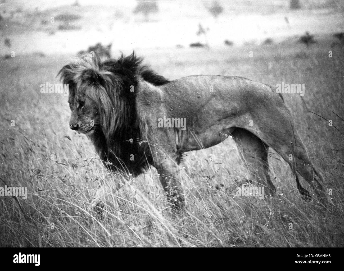 male-kenyan-lion-date-1940s-G3ANM3.jpg