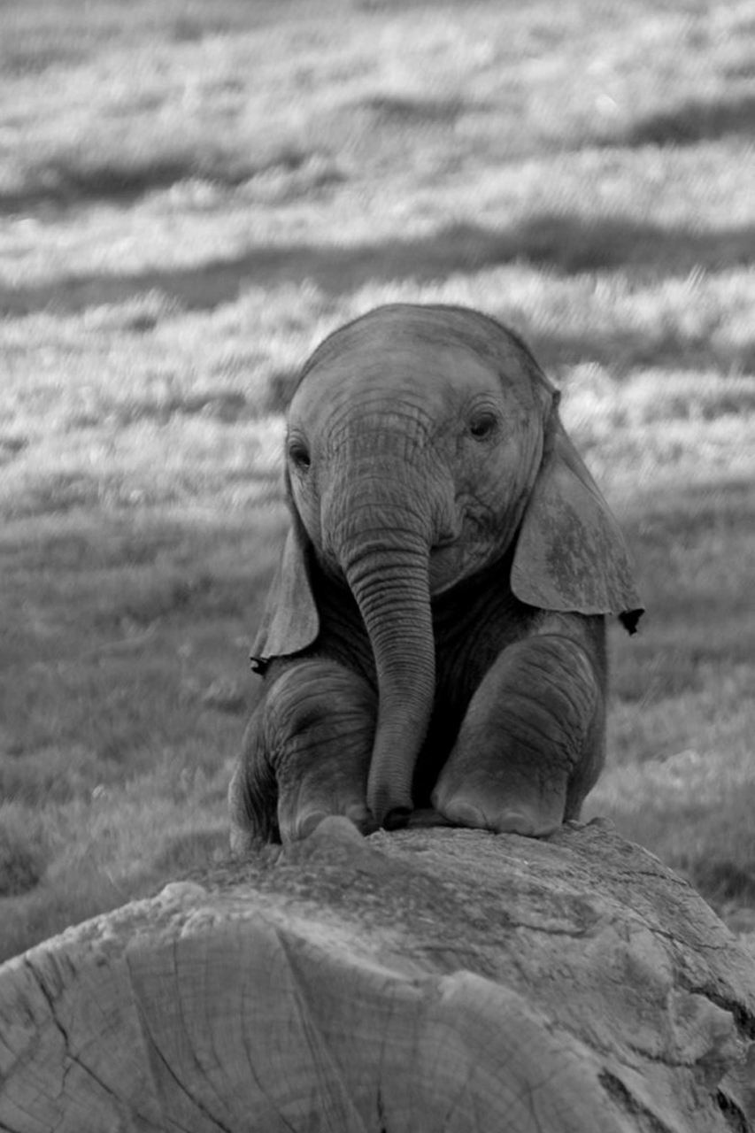 cute-baby-elephant.jpg