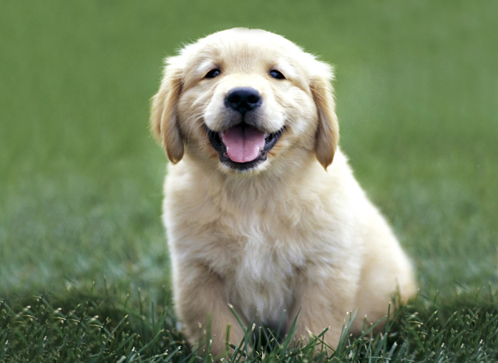 golden-retriever-puppy.JPG