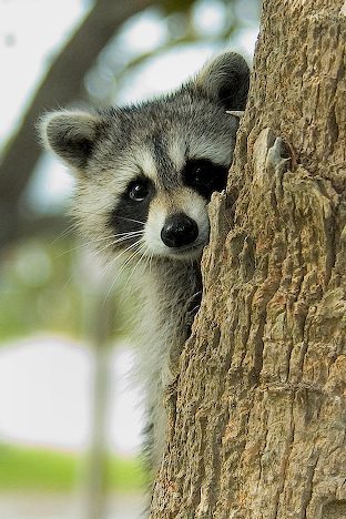 raccoon-face_9700.jpg