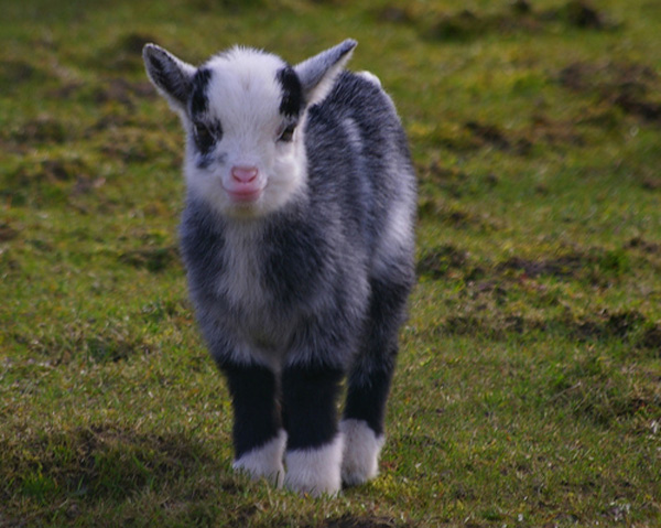 Baby+Goat+Smiling.jpg