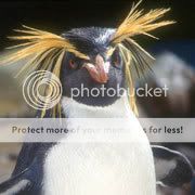 penguins_rockhopper_med.jpg