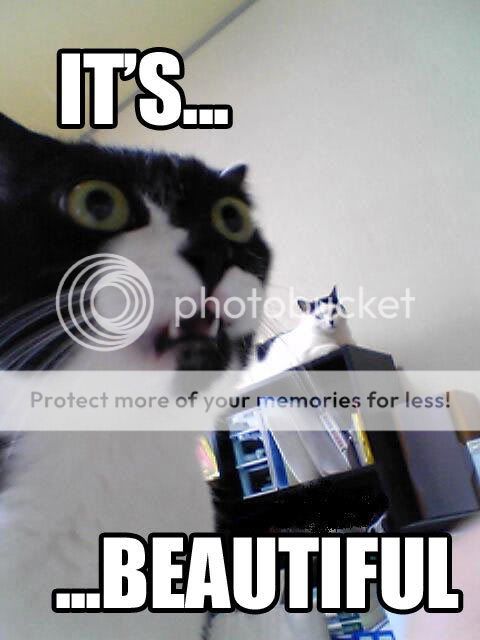 cat_its_beautiful.jpg