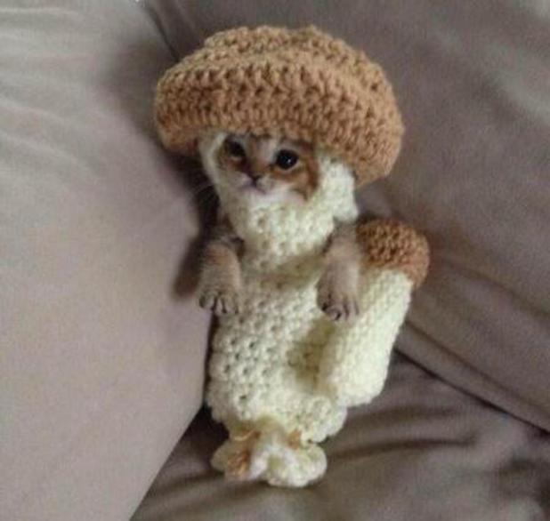 odd-kitten-dressed-as-a-mushroom.jpg