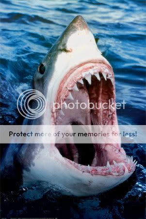78027Great-White-Shark-Posters1.jpg