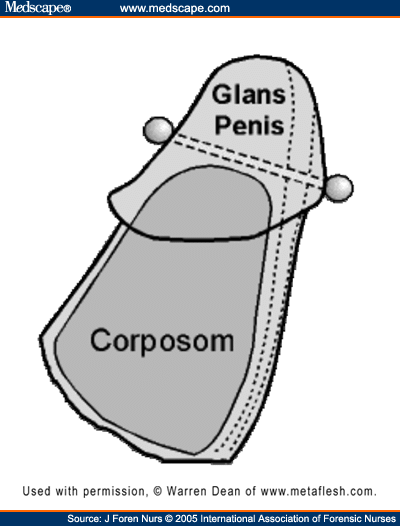 art-jfn508549.fig5.gif