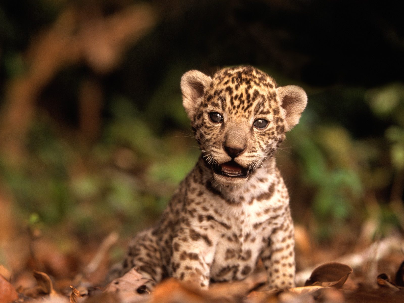 jaguar-cub-baby-animals-19832508-1600-1200.jpg