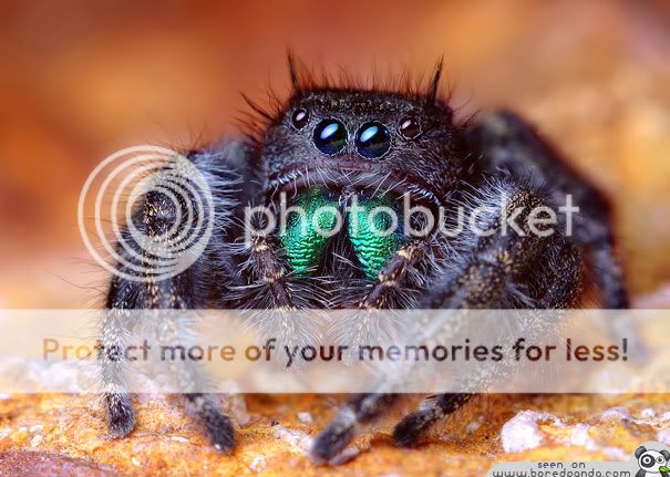 Jumping-Spider-most-beuatiful-sp-2.jpg