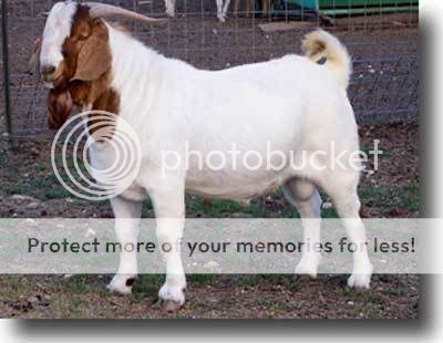 06-04-25-Boer-Goat-100_0589.jpg