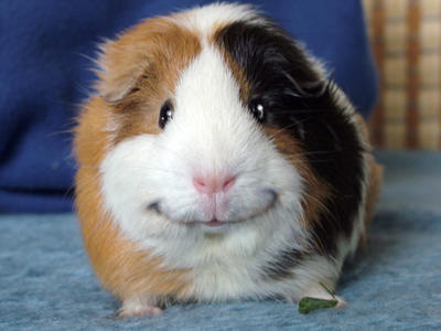 angeelo_the_guinea_pig_by_fany001-dupw00.jpg