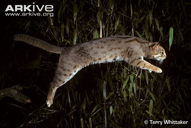 Rusty-spotted-cat-leaping.jpg