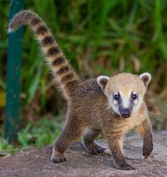 coatimundi.jpg