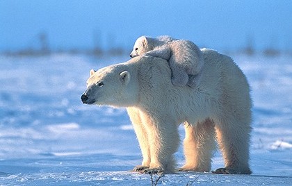 baby_polarbear.jpg