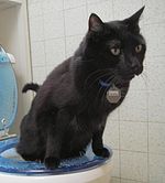 150px-Toilet_Trained_Cat_22_Aug_2005.jpg