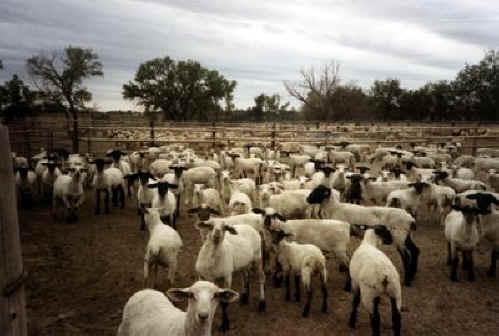 sheep-feedlot-01.jpg