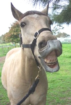equine-dental.jpg