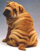 shar-pei.jpg