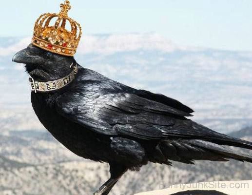 King-Crow.jpg