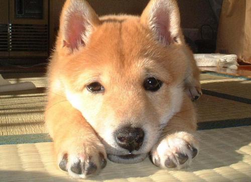 cute-puppy-doggy.thumbnail.jpg