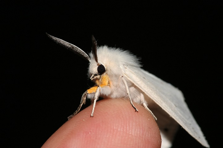 poodle-moth-1jpg.jpg